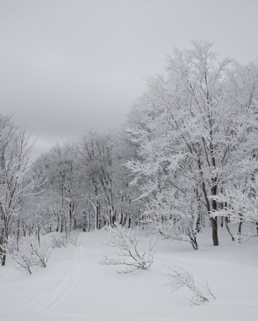 A photographic image of A forest of trees in soft snow