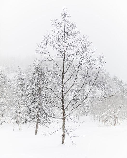 A landscape photo of a lonely tree among a forest covered in snow.