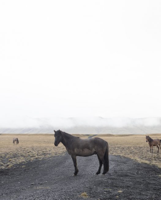 A landscape photo with horses