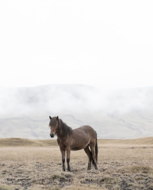 A brown horse in Iceland with mountain background